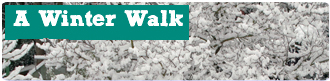 A Winter Walk
