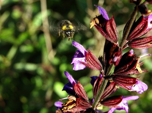 Bee in flight - Mindfulness 