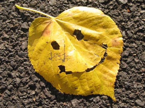 Have a good day - Making Faces in Places